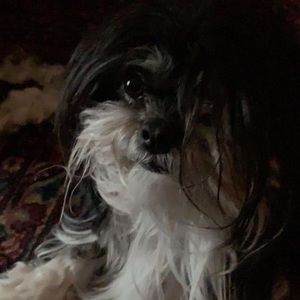 Meet your Posher, Pamela